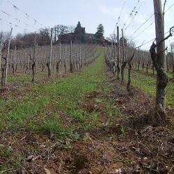 carr� basso (2)